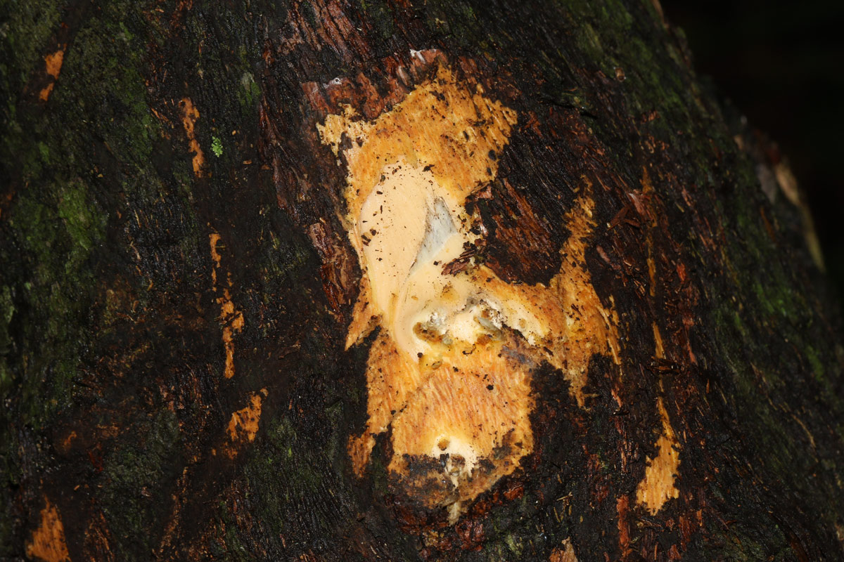 Diospyros abyssinica subsp. abyssinica