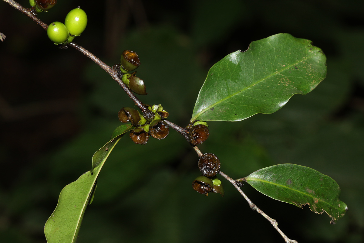 Diospyros abyssinica subsp. abyssinica
