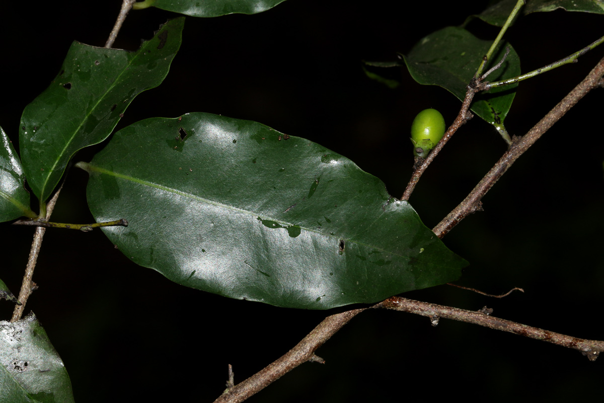 Diospyros abyssinica subsp. abyssinica Diospyros abyssinica subsp. abyssinica