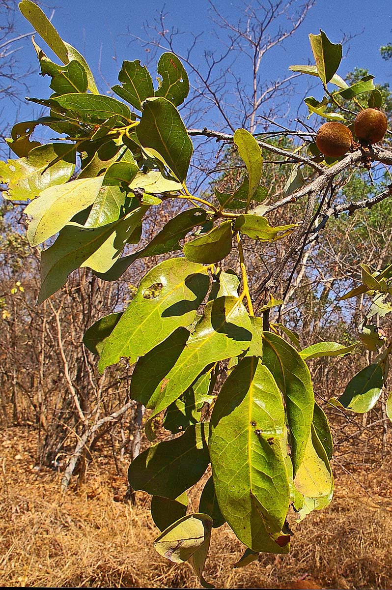 Diospyros batocana