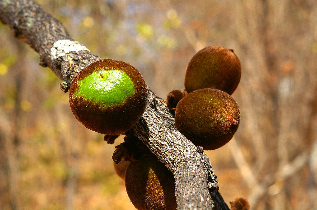 Diospyros batocana
