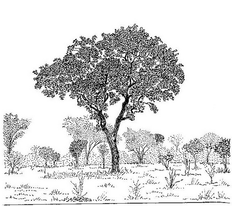 Diospyros kirkii