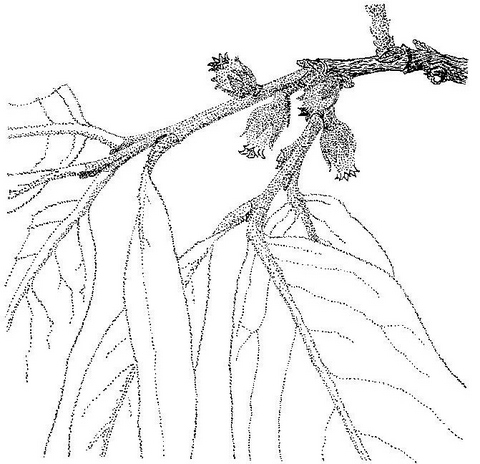 Diospyros kirkii