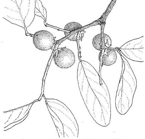Diospyros kirkii Diospyros kirkii