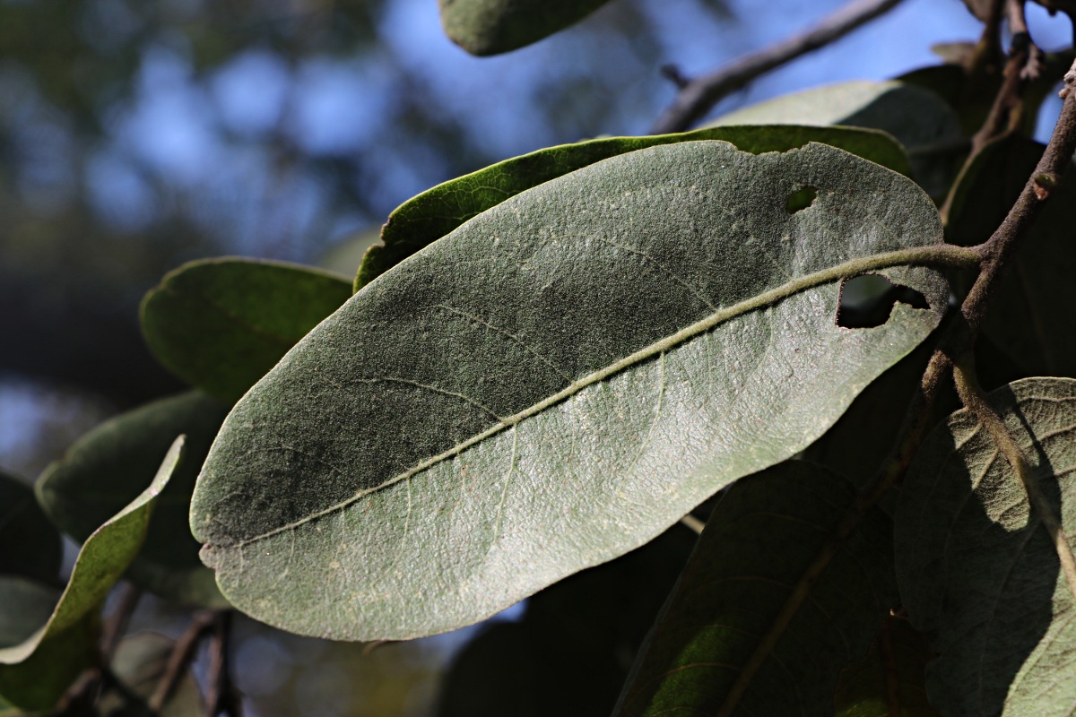 Diospyros kirkii