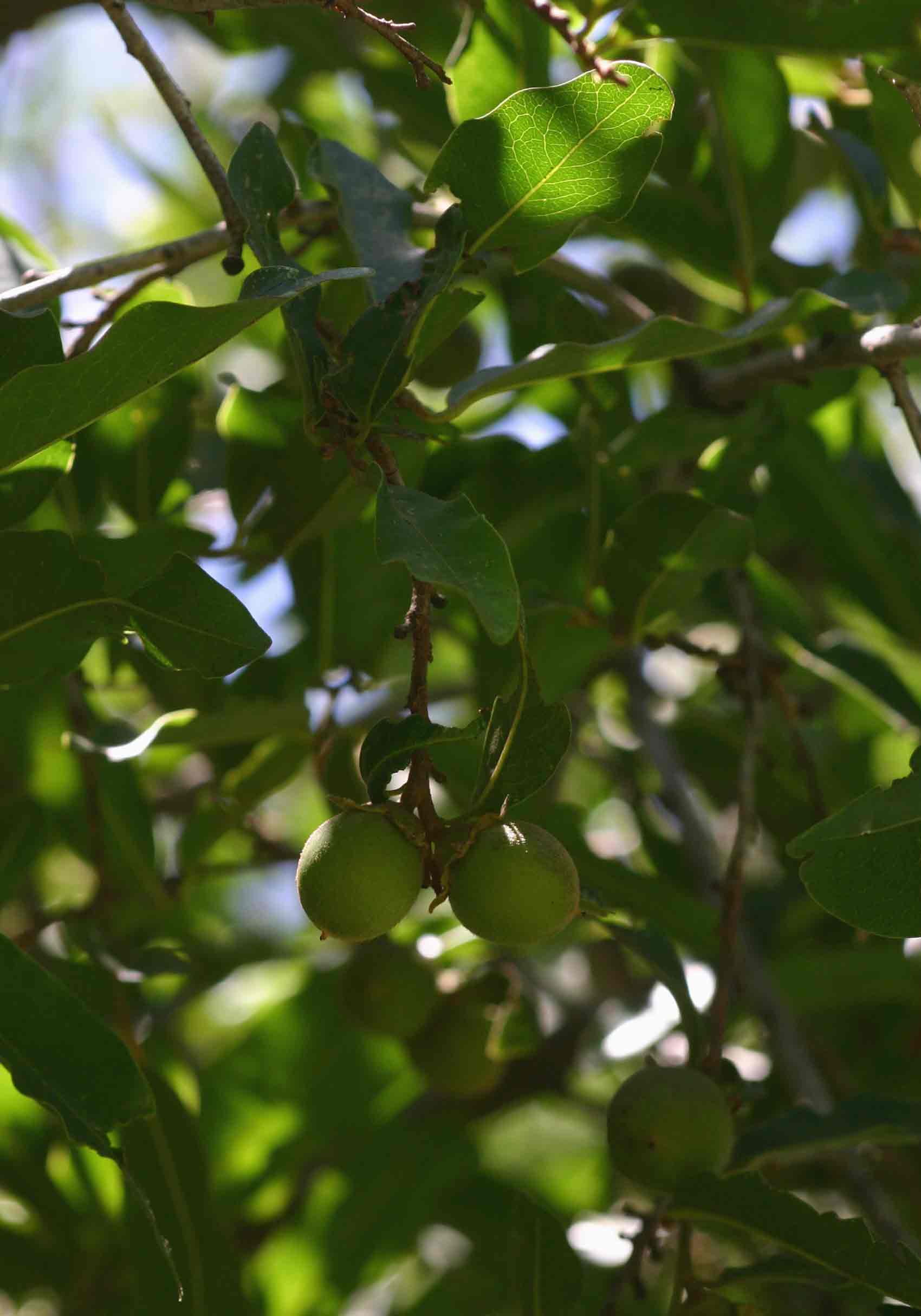 Diospyros mespiliformis