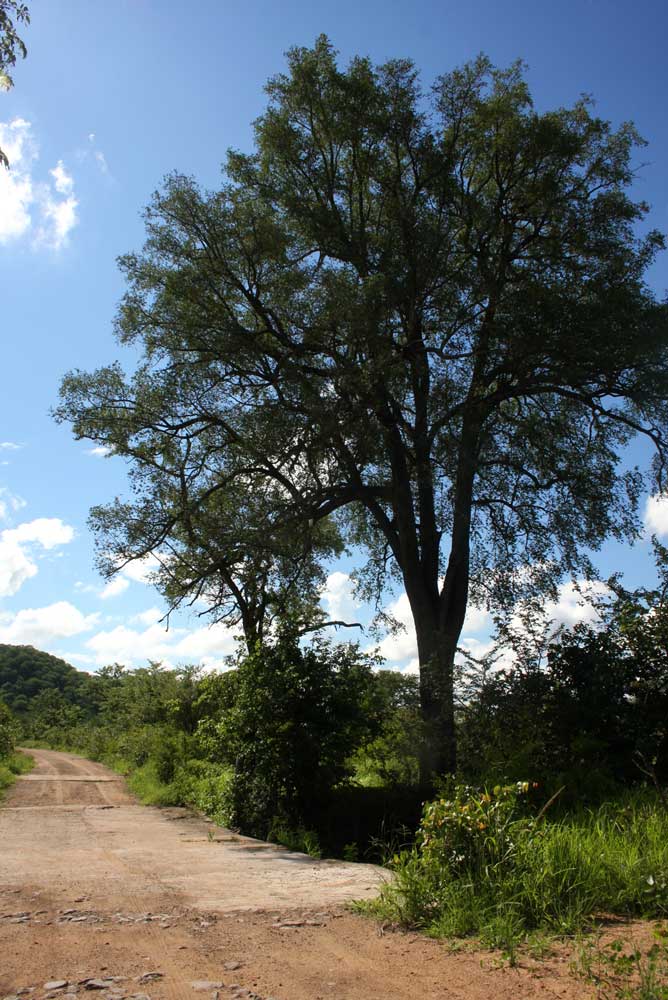 Diospyros mespiliformis