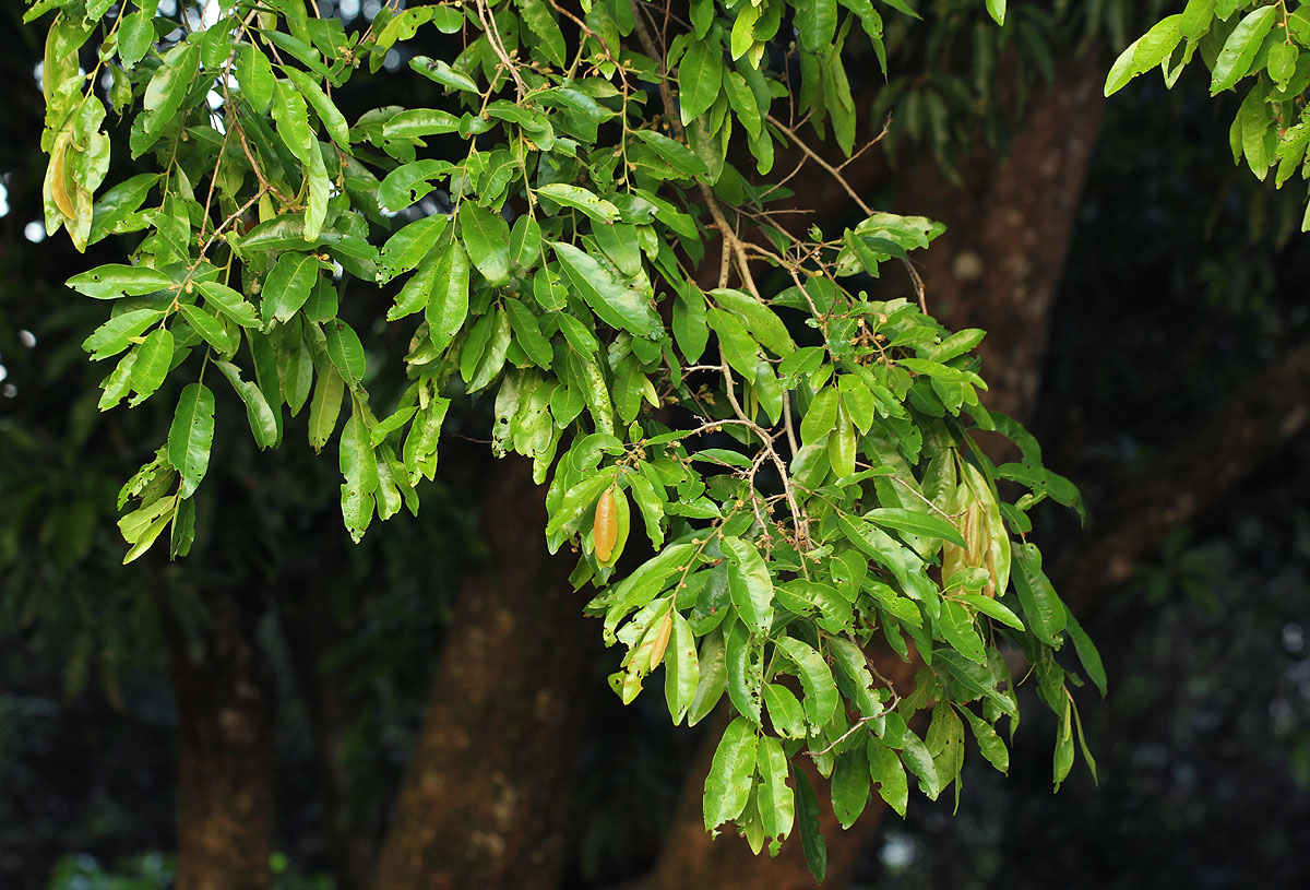 Diospyros mespiliformis