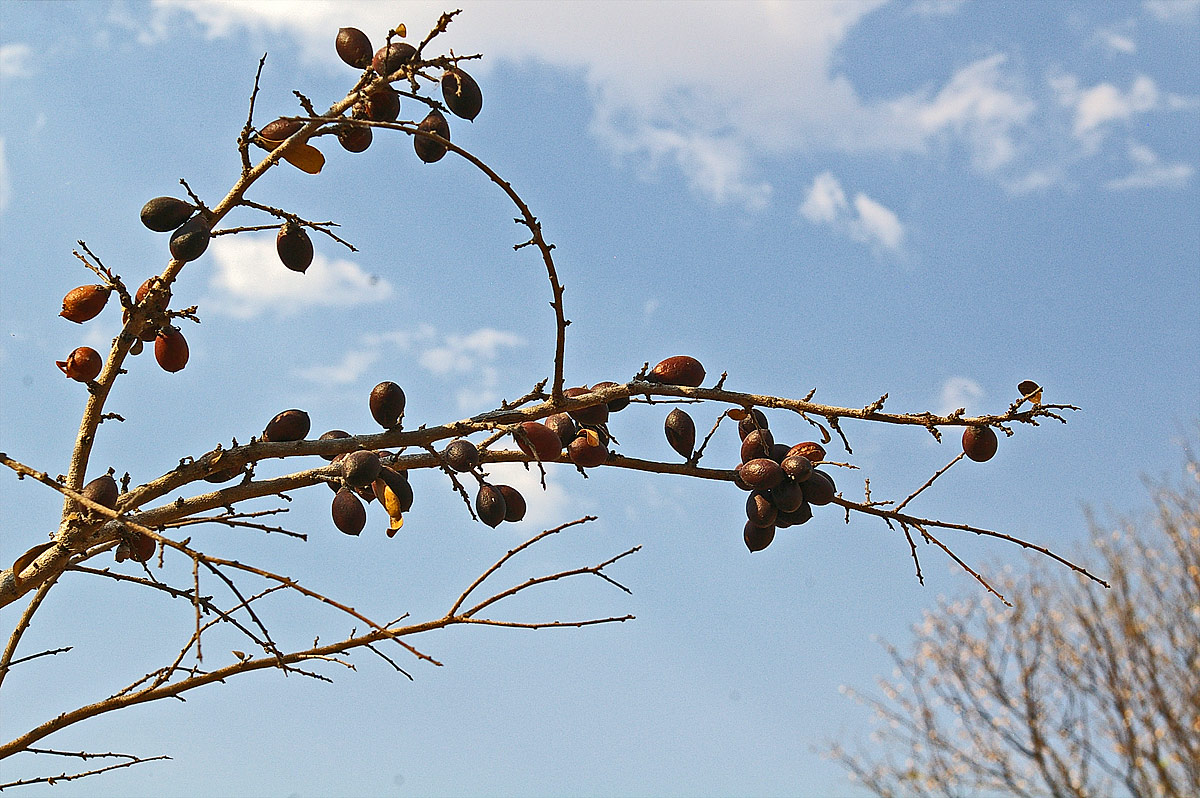 Diospyros quiloensis