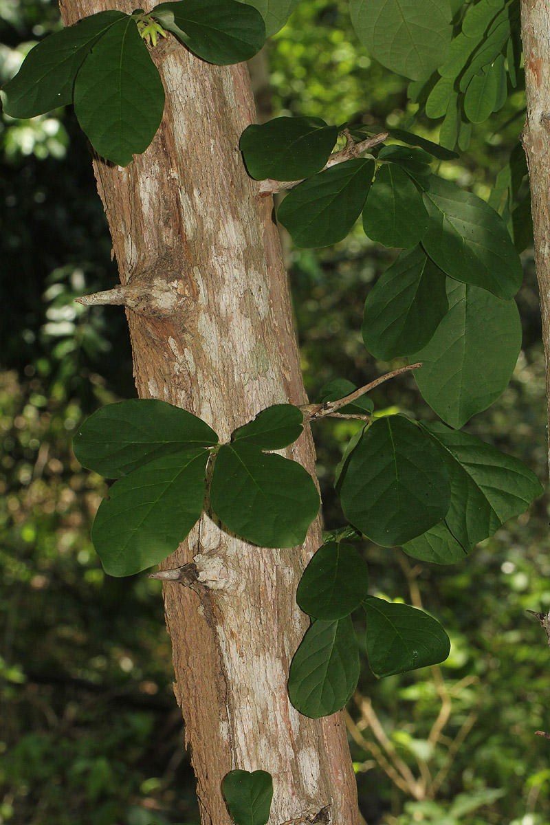 Diospyros senensis