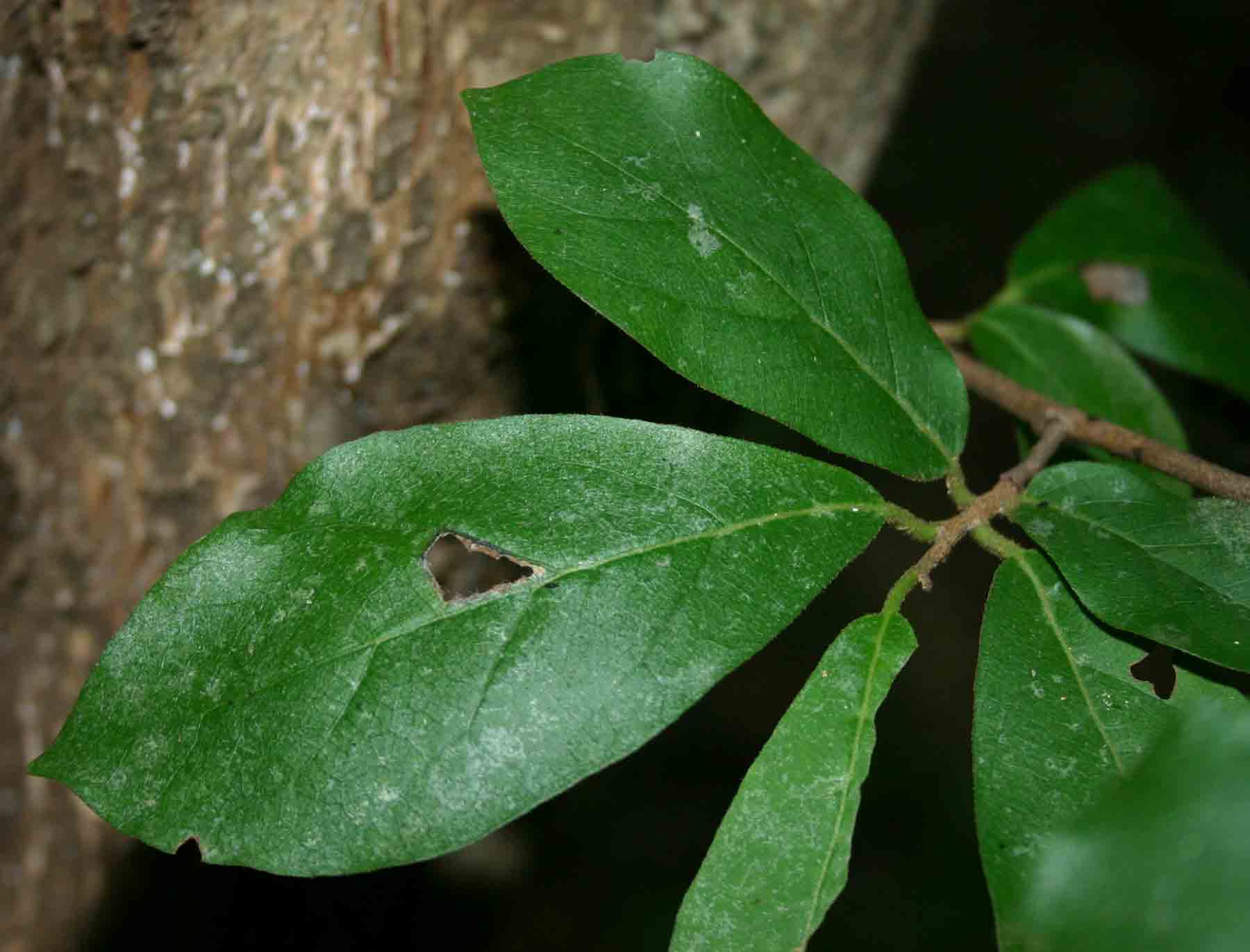 Diospyros senensis