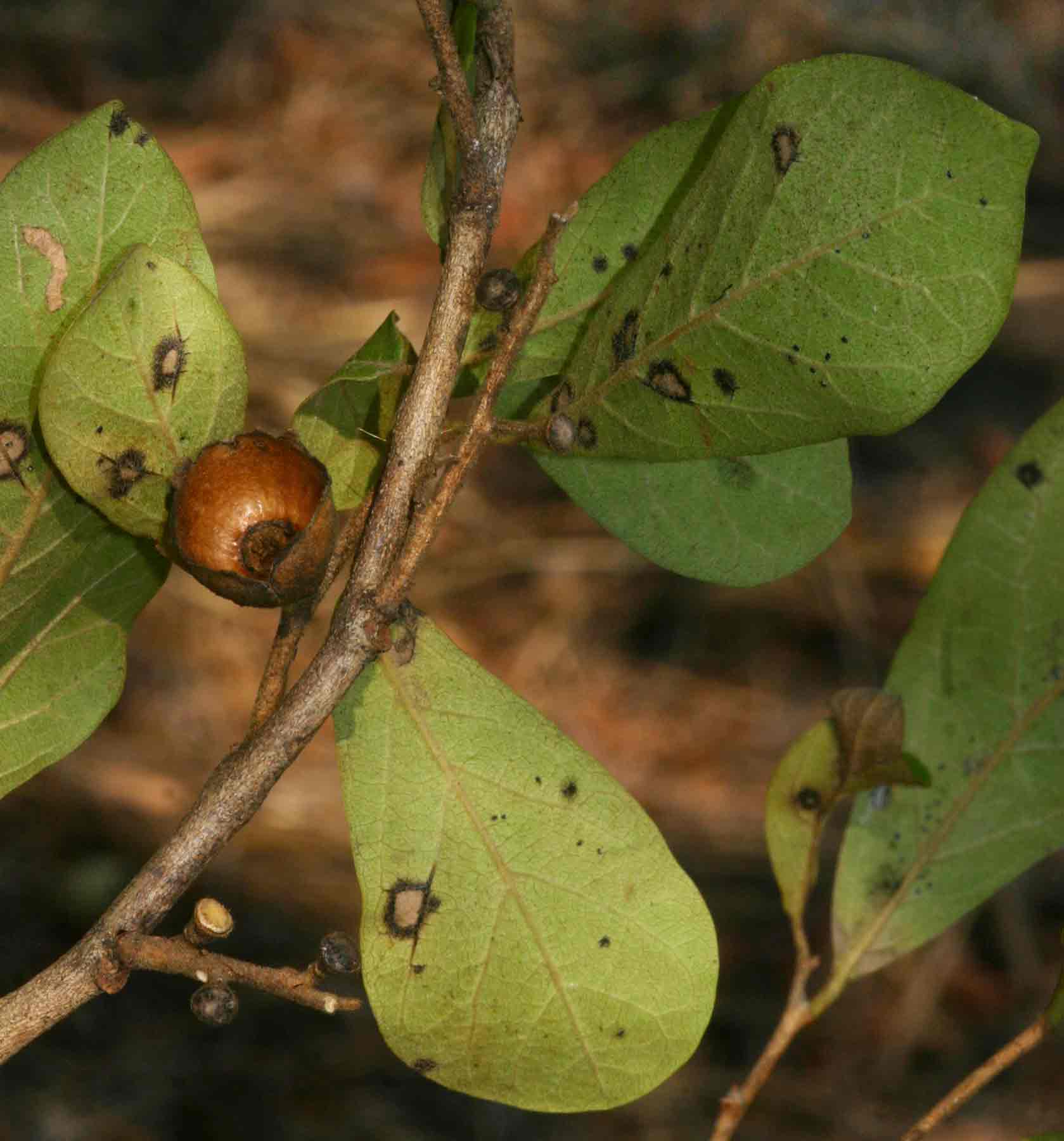 Diospyros senensis Diospyros senensis