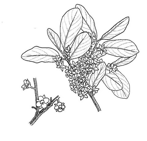 Diospyros squarrosa Diospyros squarrosa