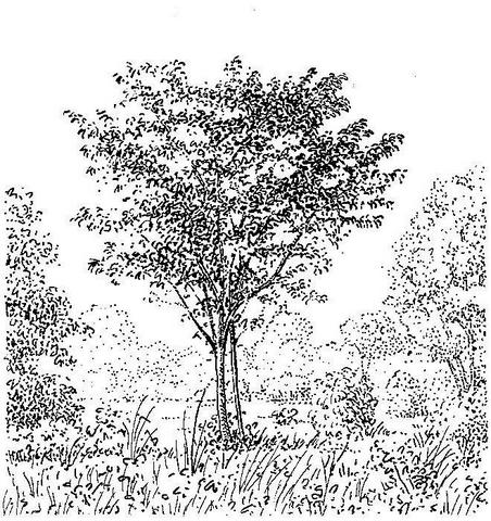 Diospyros squarrosa Diospyros squarrosa