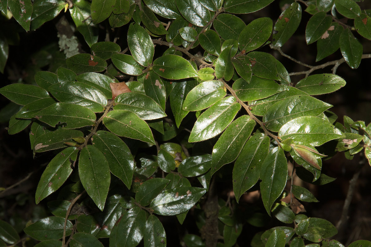 Diospyros whyteana