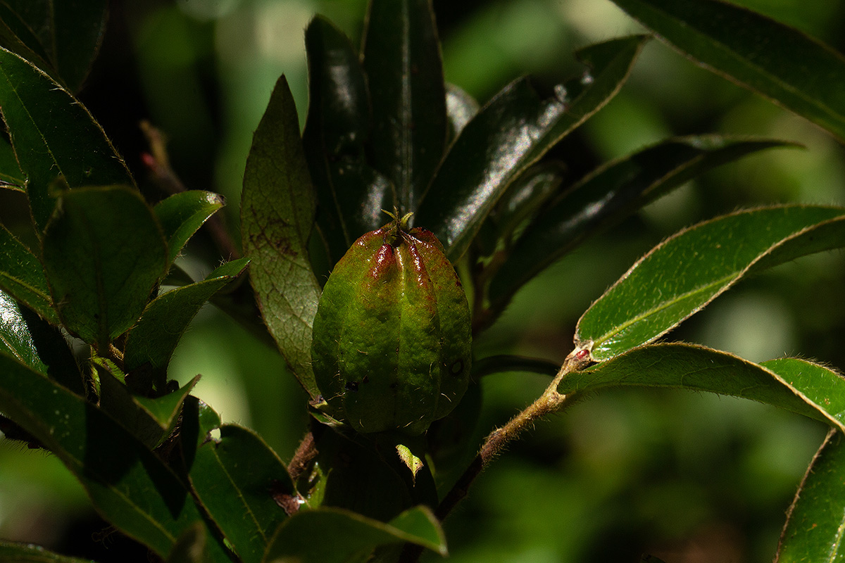 Diospyros whyteana