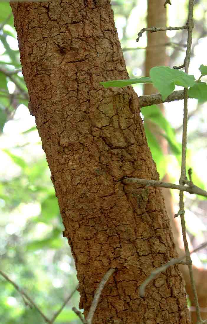 Schrebera trichoclada Schrebera trichoclada