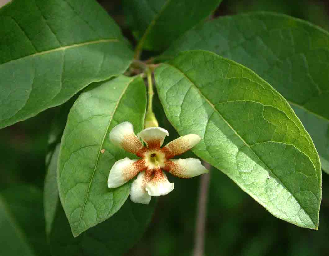 Schrebera trichoclada Schrebera trichoclada