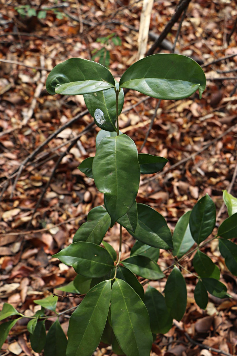 Chionanthus battiscombei