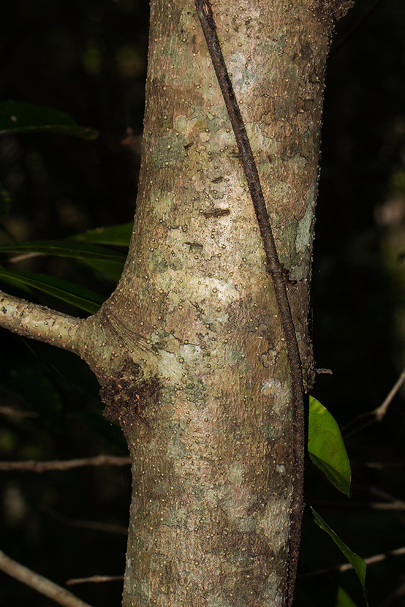 Chionanthus battiscombei