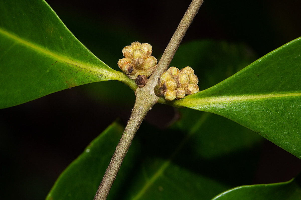 Chionanthus battiscombei