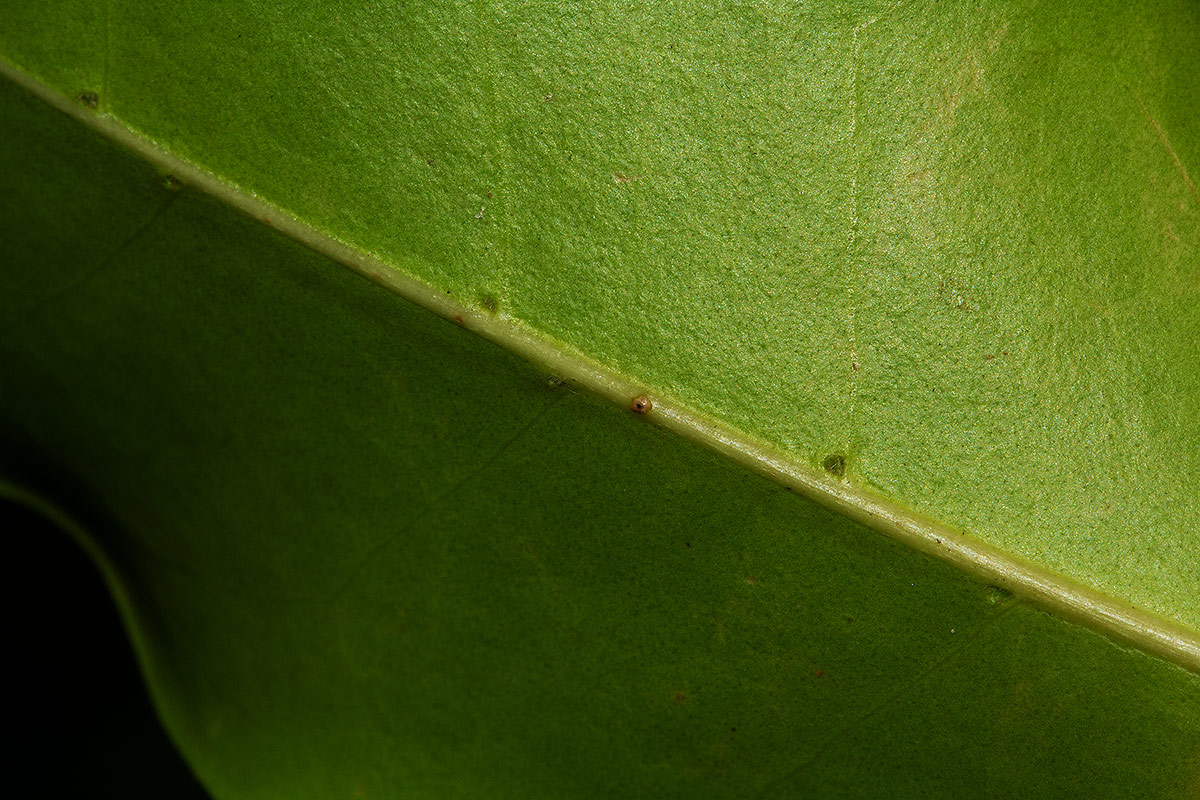 Chionanthus battiscombei