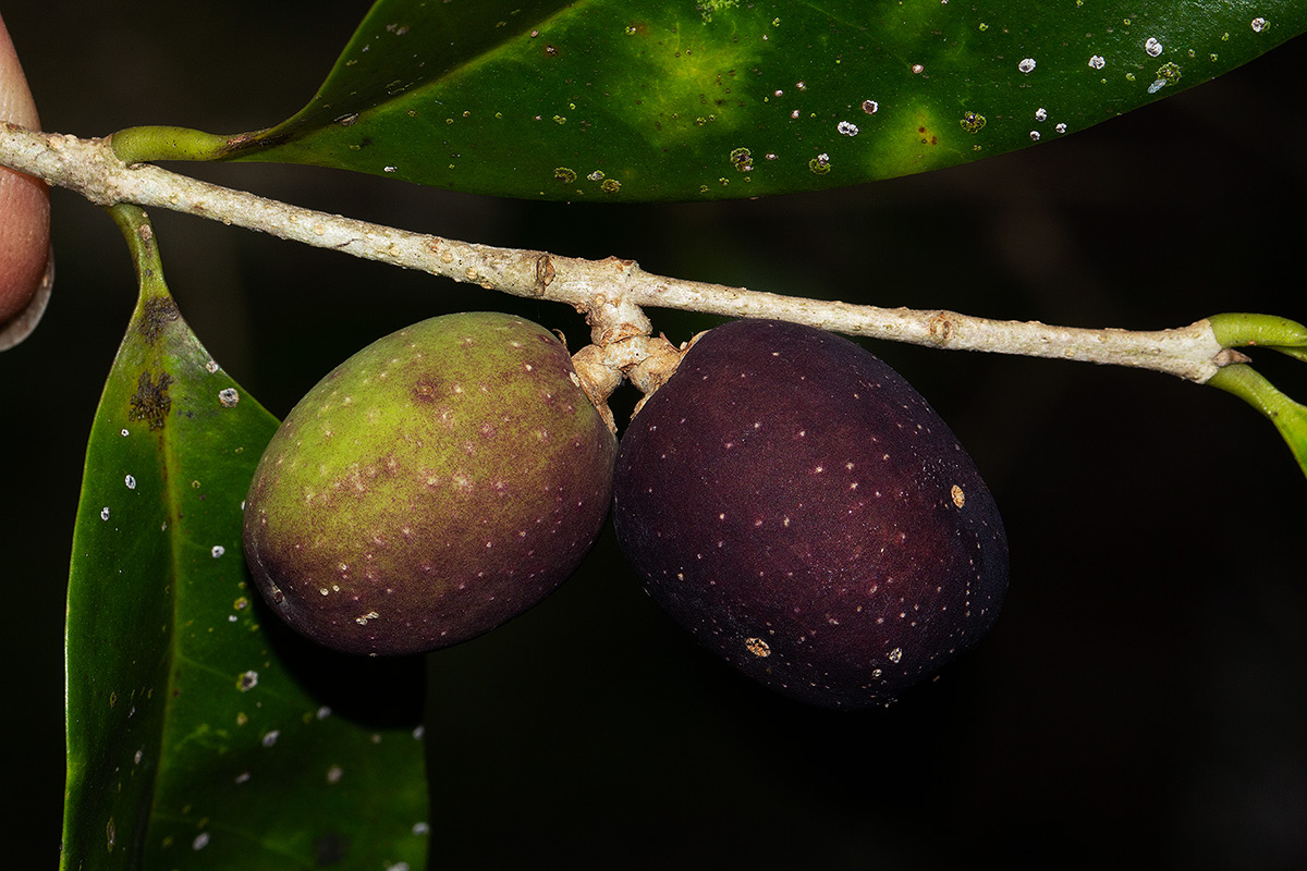 Chionanthus battiscombei