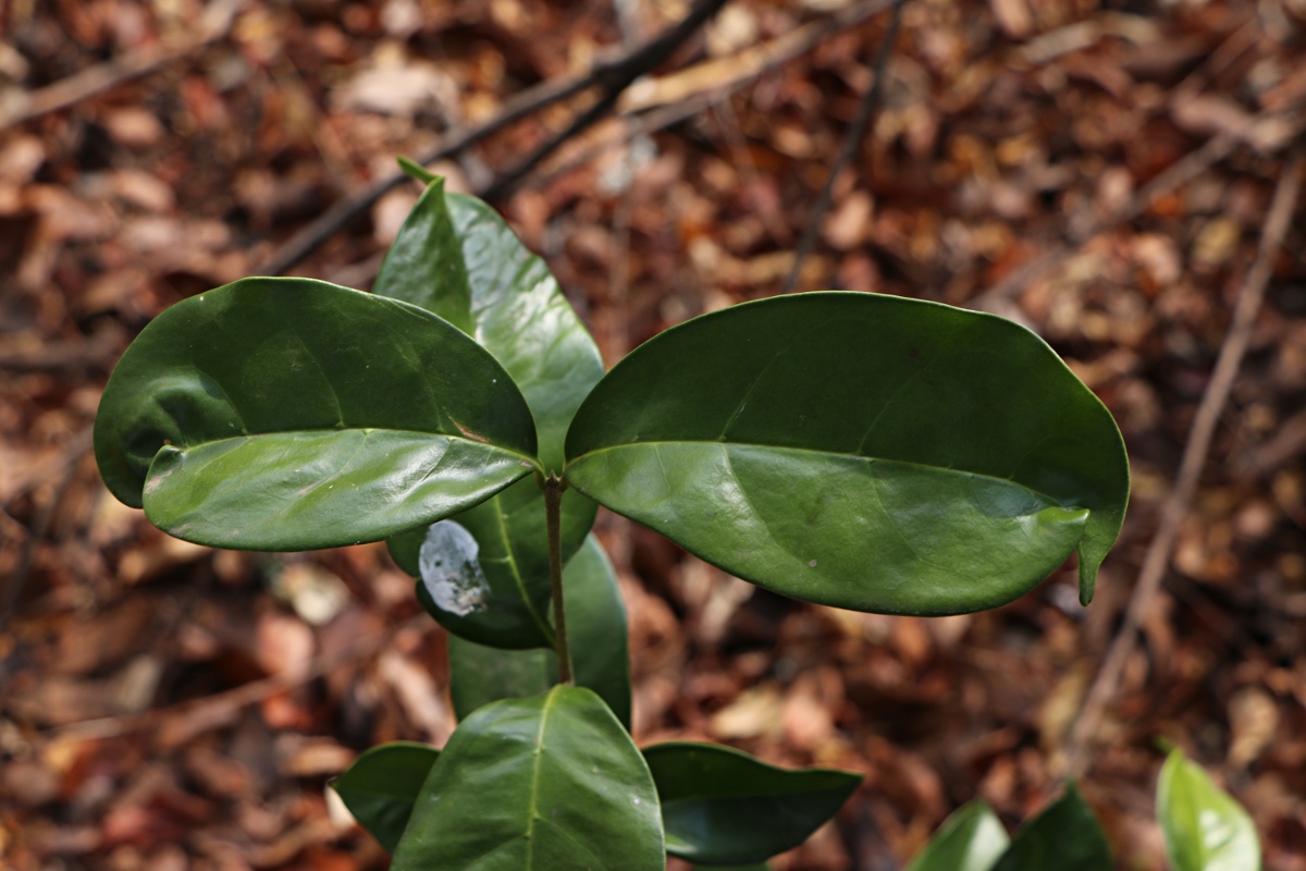 Chionanthus battiscombei