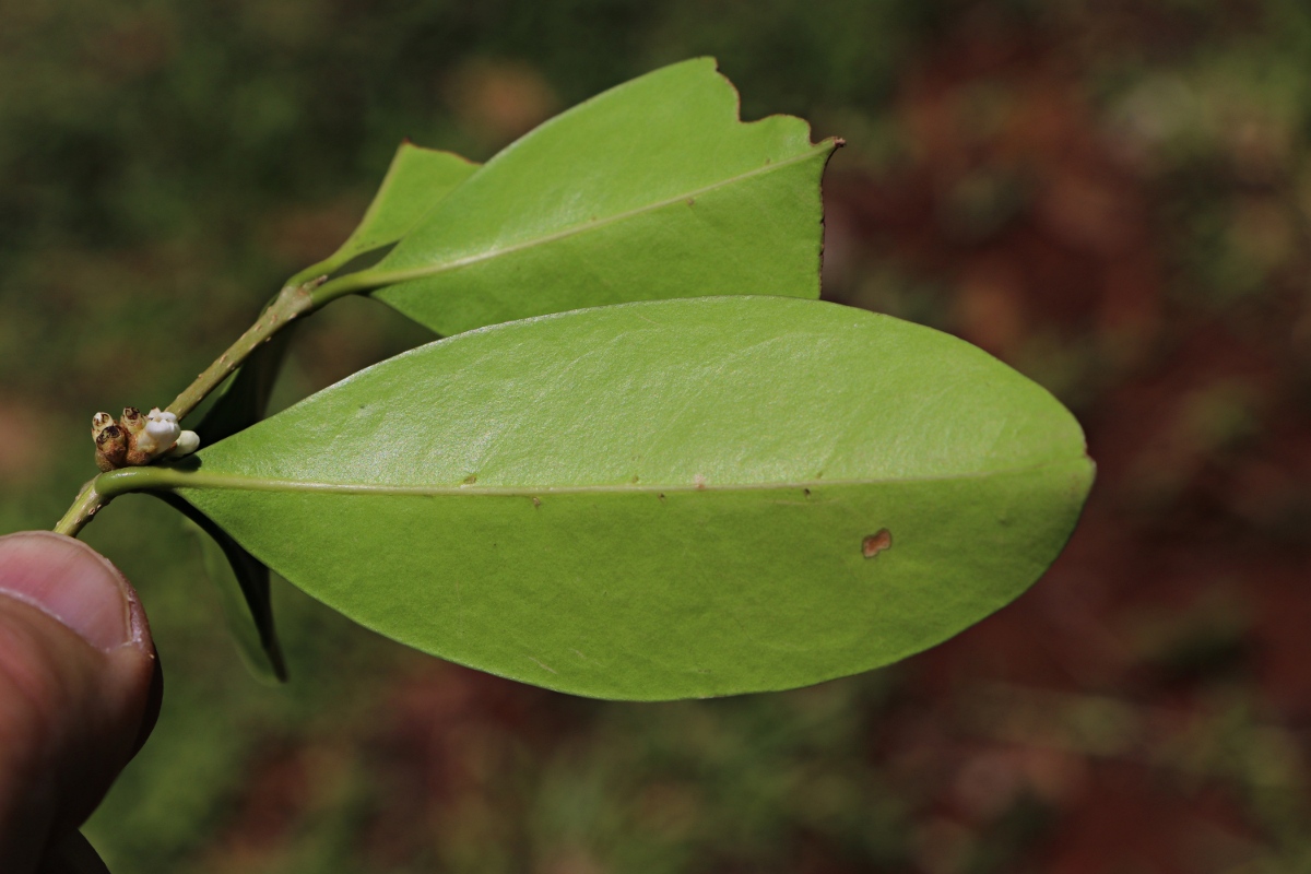 Chionanthus battiscombei