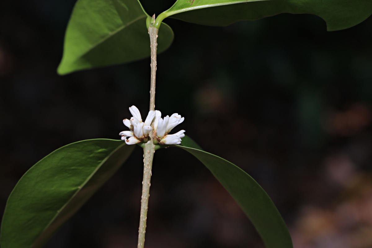 Chionanthus battiscombei
