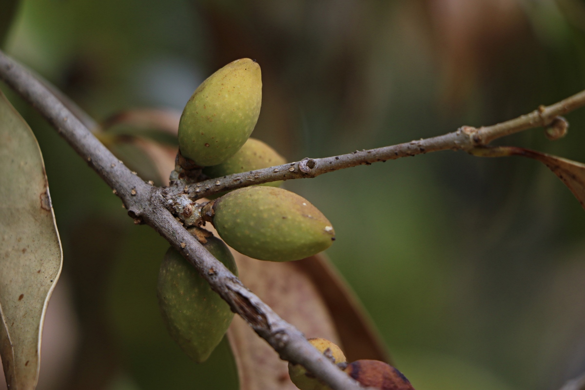 Chionanthus battiscombei