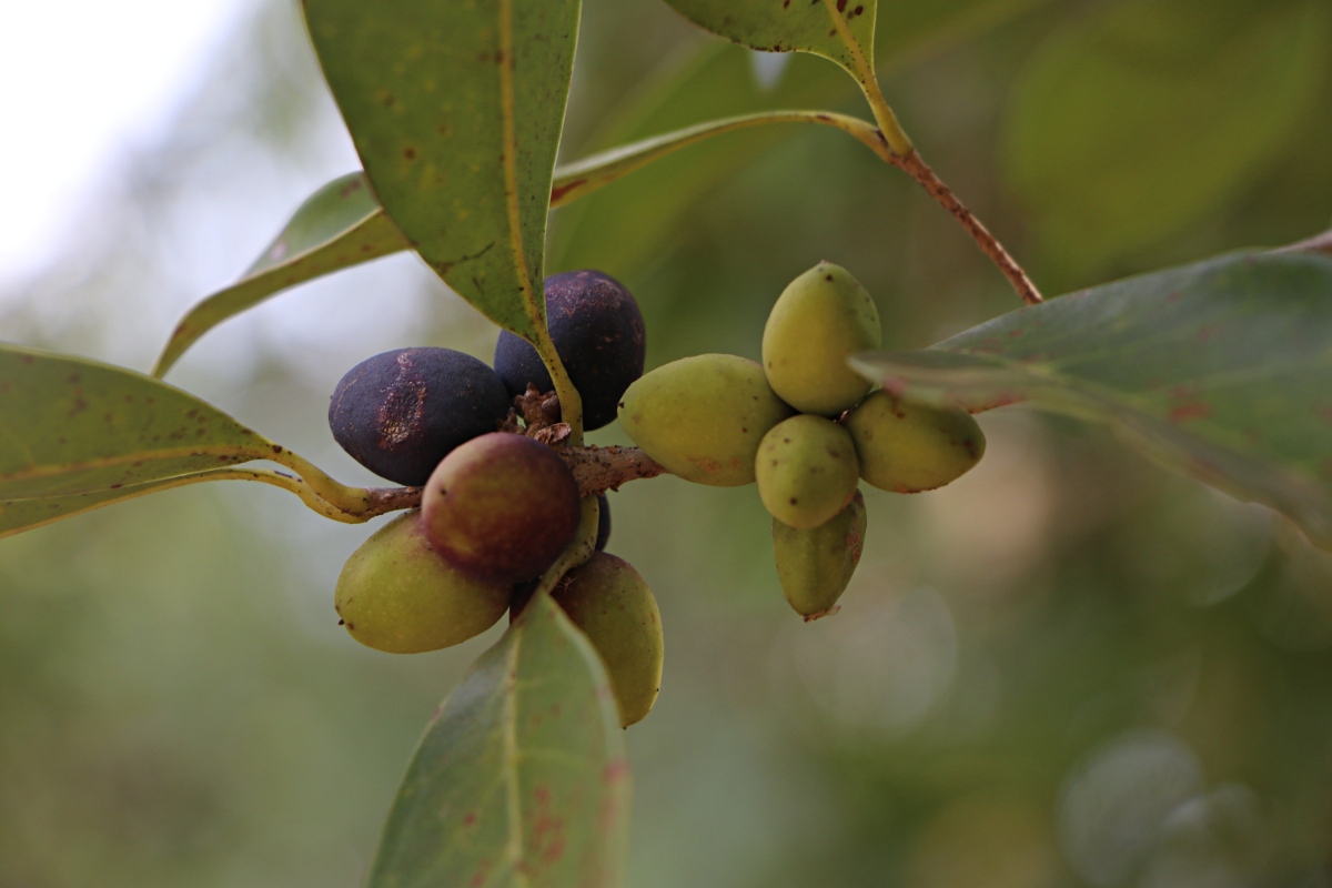 Chionanthus battiscombei