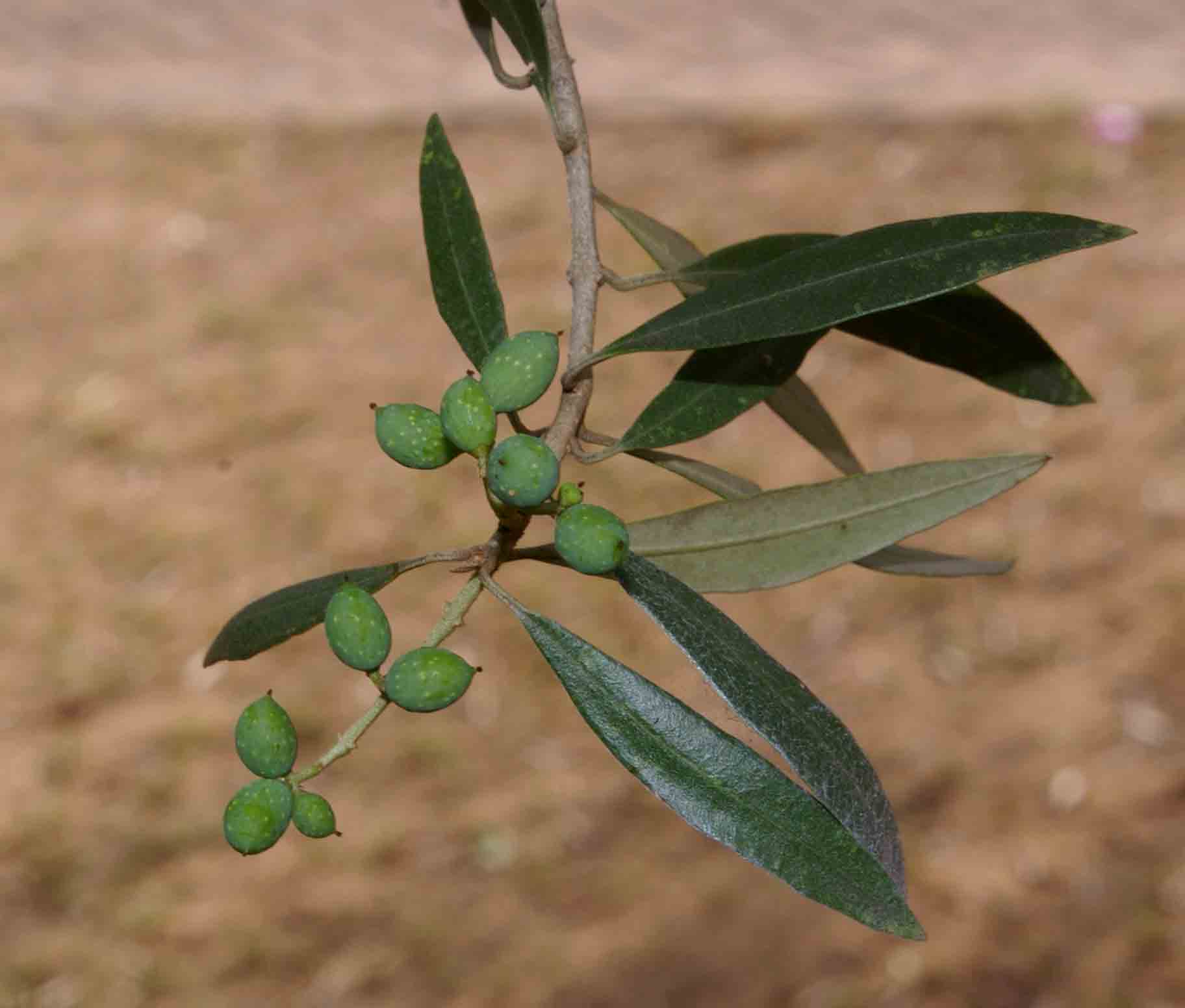 Olea europaea subsp. africana