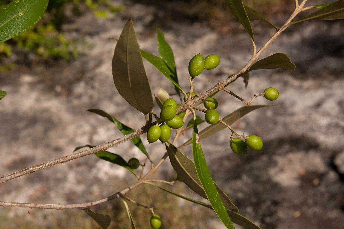 Olea europaea subsp. africana