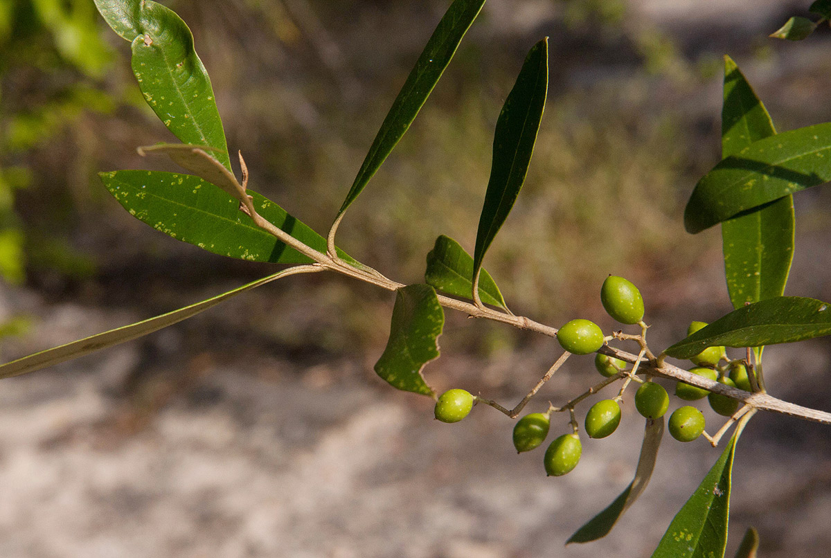 Olea europaea subsp. africana
