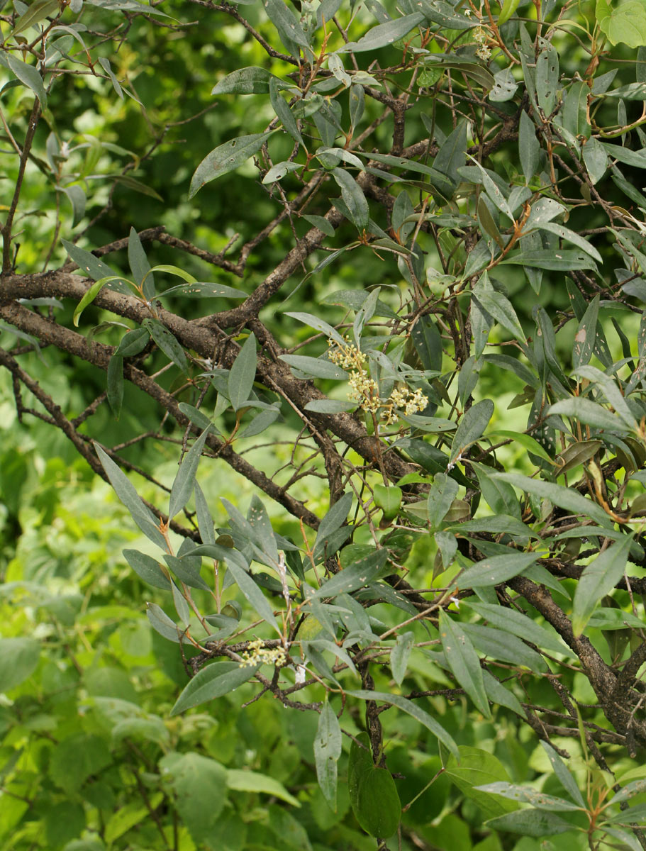 Olea europaea subsp. africana