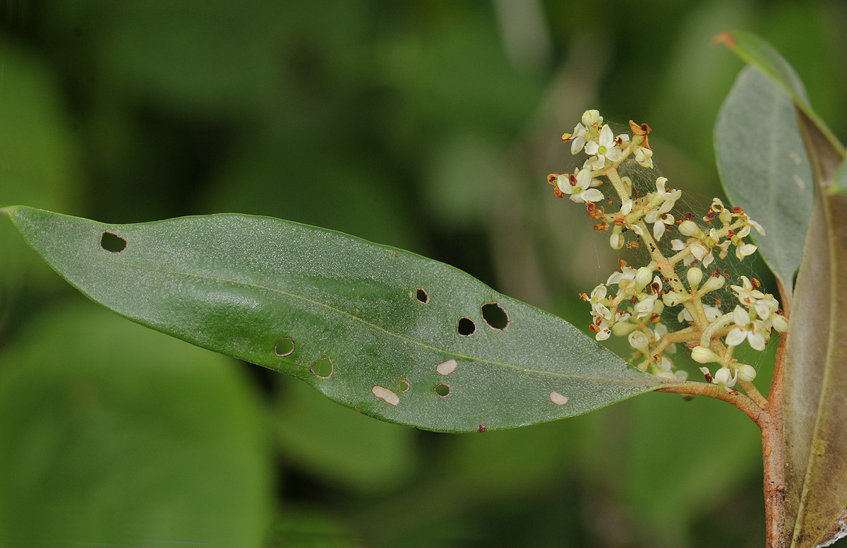 Olea europaea subsp. africana