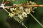 Olea europaea subsp. africana