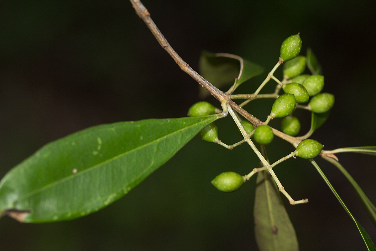 Olea europaea subsp. africana