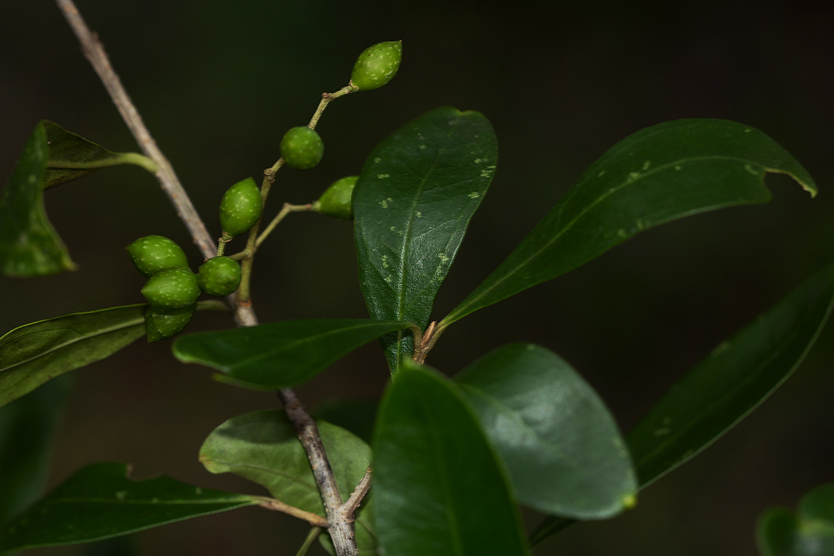 Olea europaea subsp. africana