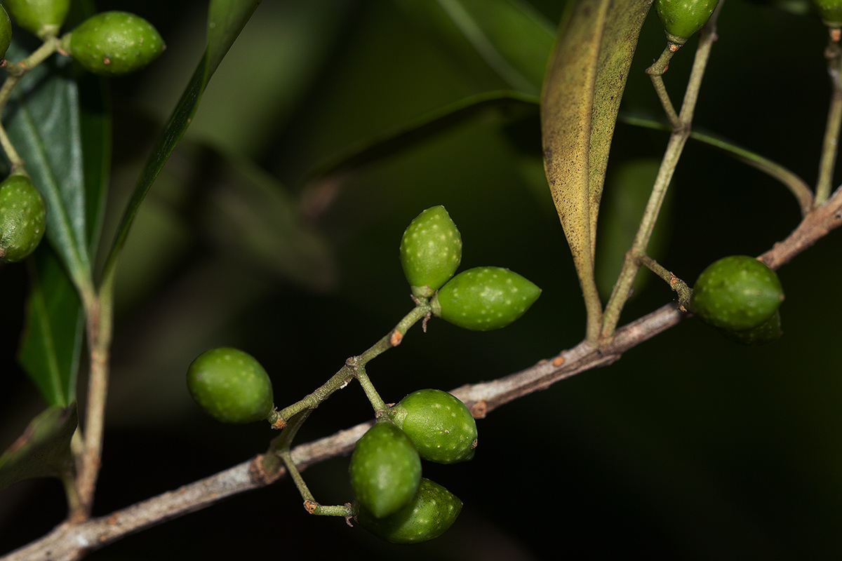 Olea europaea subsp. africana