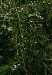 Jasminum abyssinicum