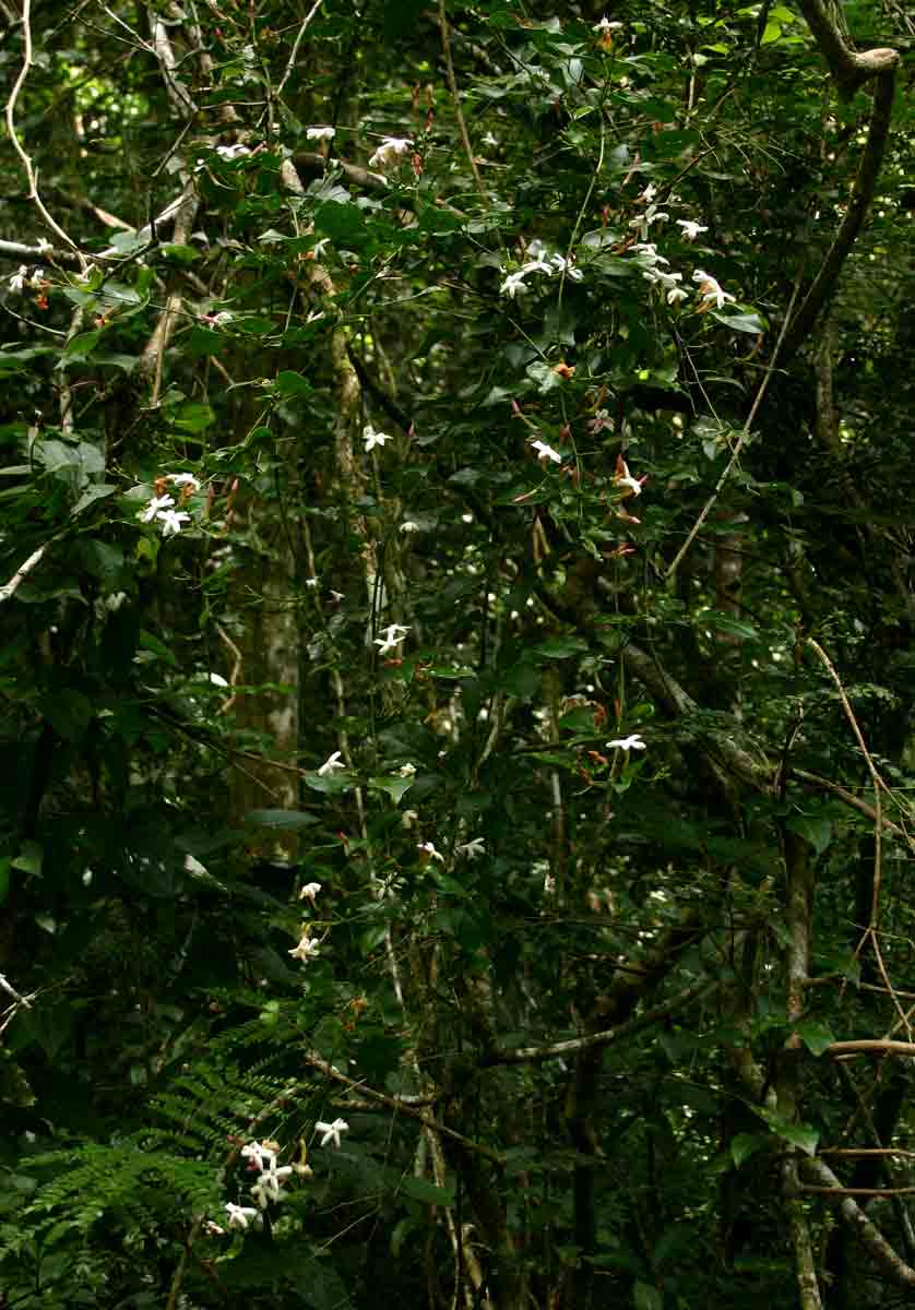 Jasminum abyssinicum