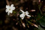 Jasminum abyssinicum