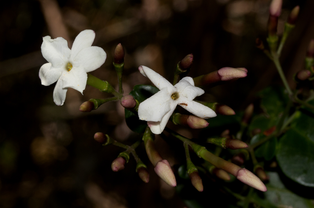 Jasminum abyssinicum