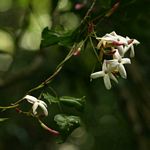 Jasminum abyssinicum