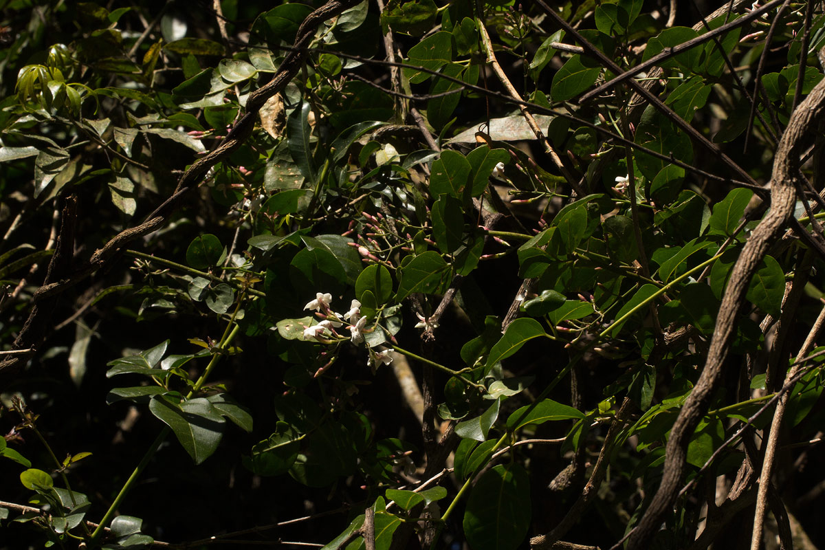 Jasminum abyssinicum