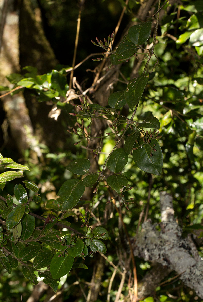 Jasminum abyssinicum