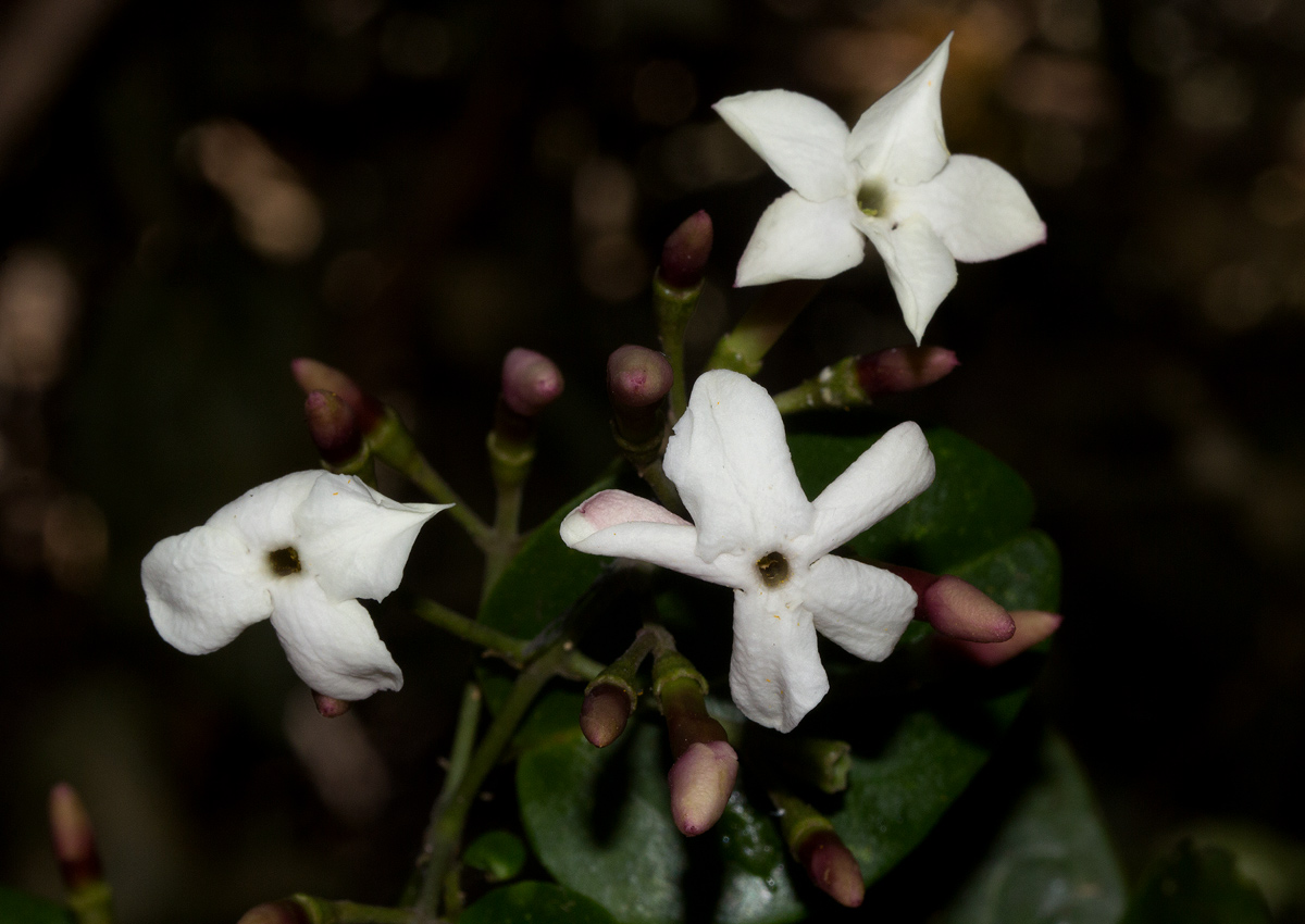 Jasminum abyssinicum