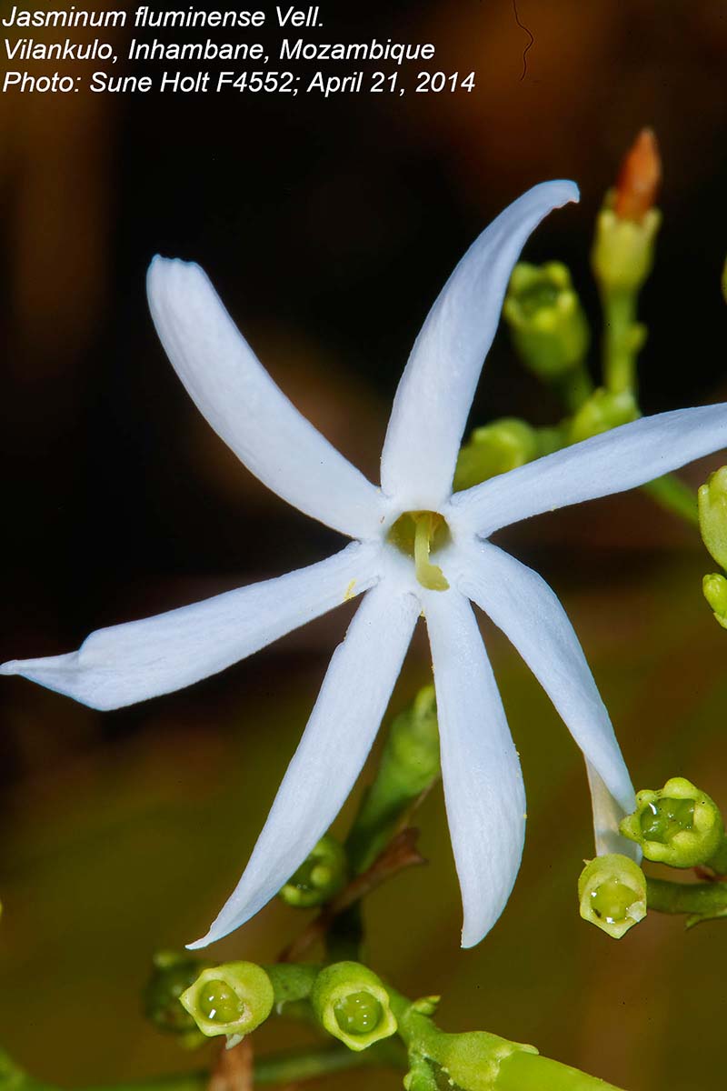 Jasminum fluminense Jasminum fluminense